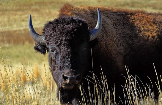 An American Bison grazing on Utah's Antelope Island.