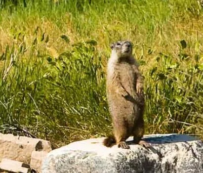 Close up of a Yellow Bellied Marmot getting some morning sun in City of Rocks Idaho.