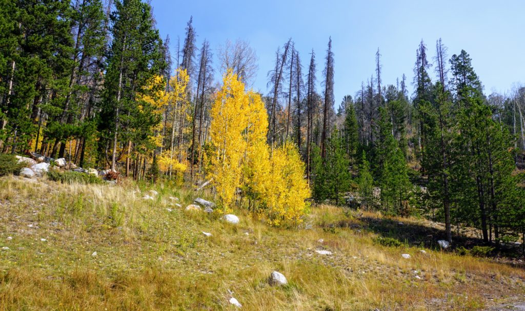 Bright yellow autumn aspen trees standing vibrant against a backdrop of green pines along a mountain trail in the Medicine Bow National Forest.