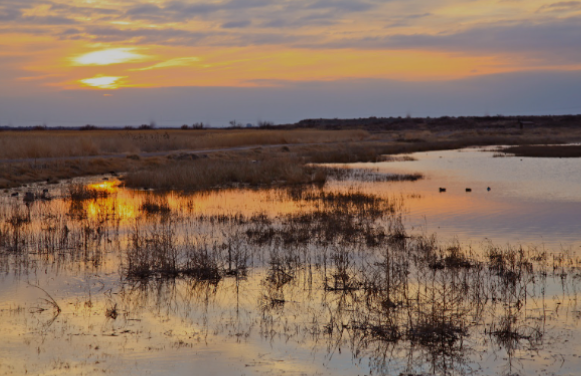 Wetland landscape at Bitter Lake Wildlife Refuge with water, desert vegetation, and birds in natural habitat near Roswell