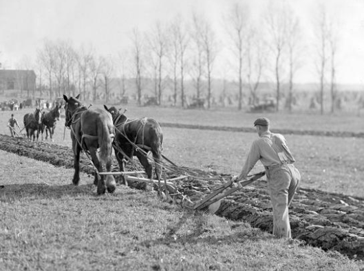 Farmers plowing a field with a team of horses in early 20th-century Idaho
