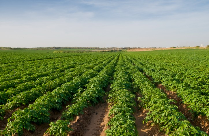 Vast green rows of growing Idaho potato plants in a sunny farm field