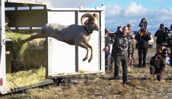 A Bighorn sheep ram being released at Antelope Island Utah.