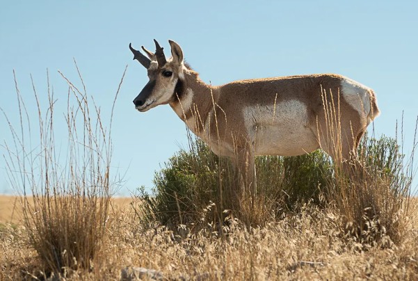 North American Pronghorn is not really an antelope but related more closely to deer.