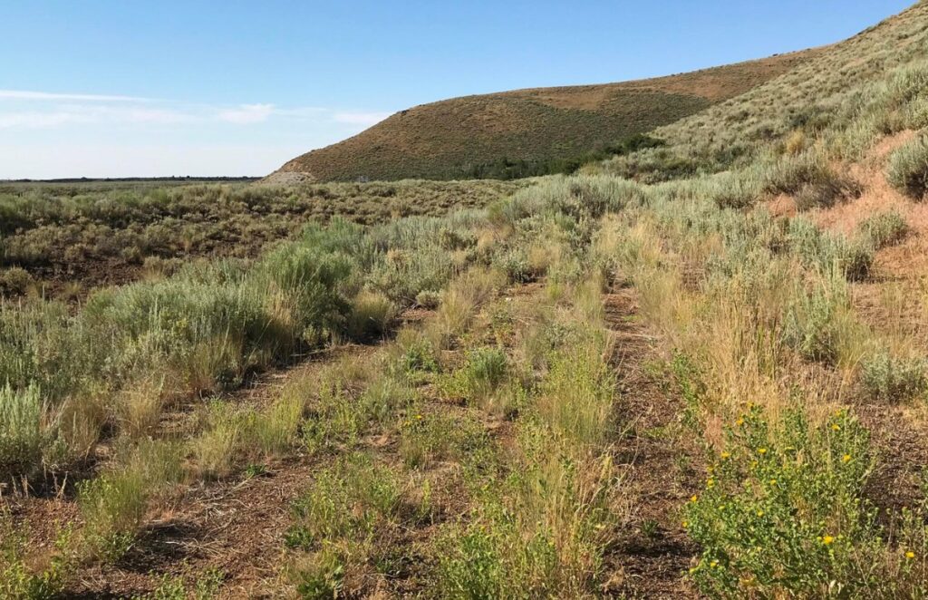 A grassy, sagebrush-covered landscape showing the rugged terrain near the Oregon Trail that pioneers avoided due to lack of water.