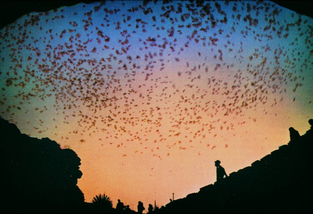 A vast swarm of thousands of tiny bats flying out of a cave opening against a colorful twilight sky.
