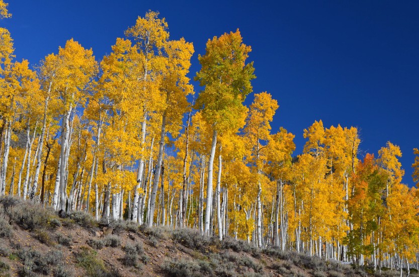 Pando, the world's largest living organism, a quaking aspen colony covering 106 acres near Fish Lake in Utah's Fishlake National Forest