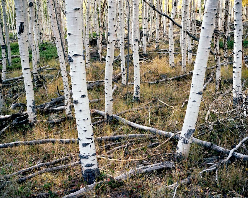 White-barked quaking aspen trunks inside Pando clonal colony in Fishlake National Forest, Utah