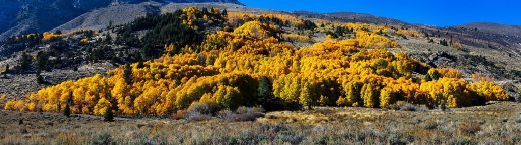 Golden autumn leaves on quaking aspen trees in Pando colony Fishlake National Forest Utah