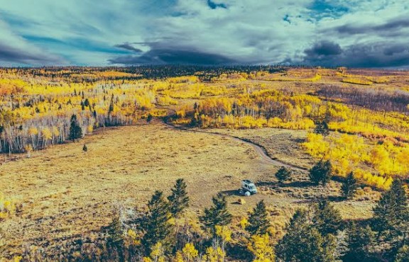 Golden autumn leaves on quaking aspen trees in Pando colony Fishlake National Forest Utah