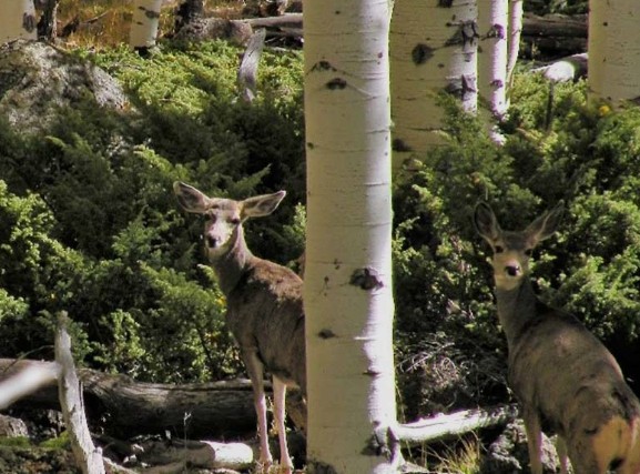 Mule deer standing among white bark trunks of the Pando quaking aspen grove in Utah.