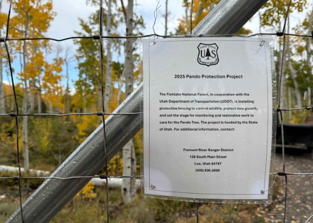 Fencing installed inside Pando aspen clone in Utah to protect young aspen suckers from mule deer browsing