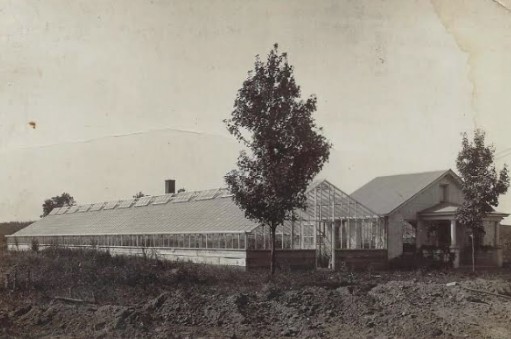 Historic black and white photo of an early flower greenhouse in Wheat Ridge, Colorado.
