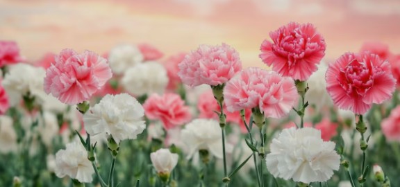 Vibrant pink and white carnation flowers blooming in a sunny field