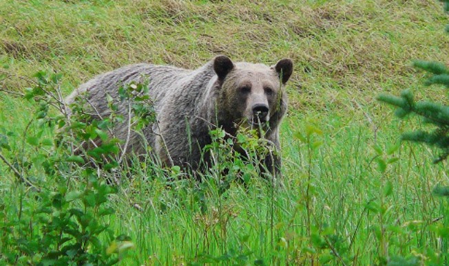 Grizzly bear standing in lush green foliage in Montana wilderness.