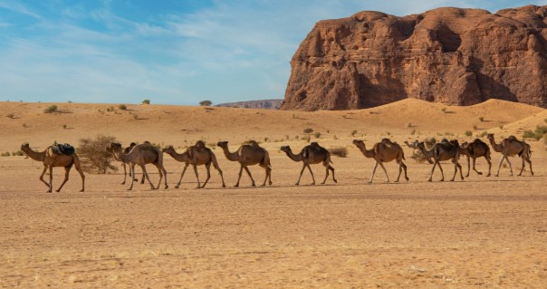 Camels crossing the Arizona desert, representing Hadji Ali and the U.S. Army Camel Corps