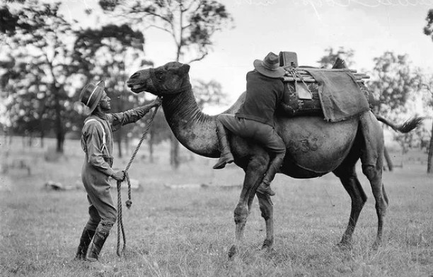 U.S. Camel Corps soldiers with a camel in the American Southwest, circa 1860s
