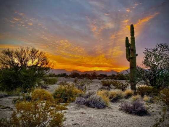 Desert sunset with saguaro cactus near Quartzsite, Arizona