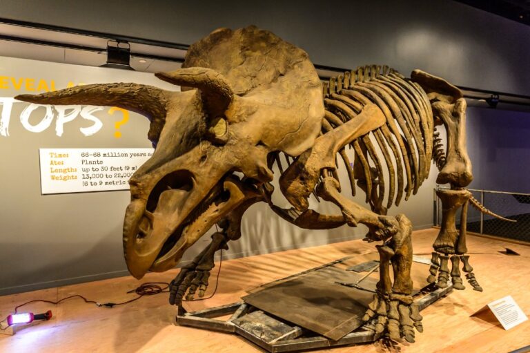 Triceratops fossil skeleton on display in a Wyoming museum