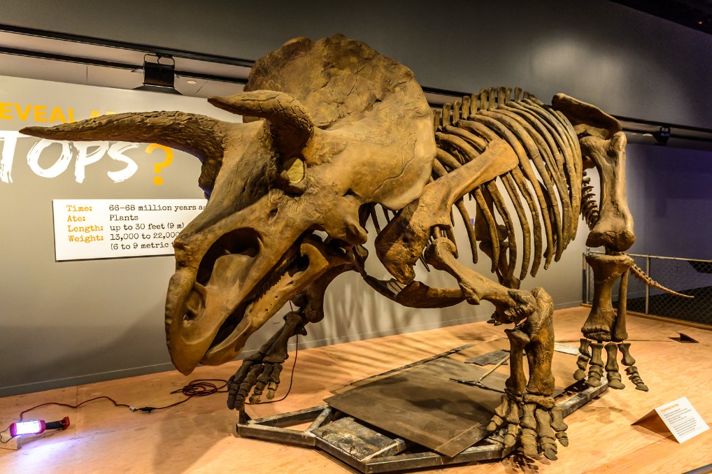 Triceratops fossil skeleton on display in a Wyoming museum