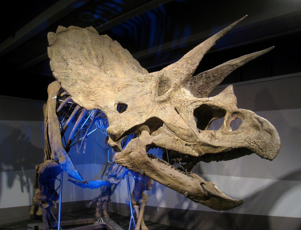 Triceratops skull fossil showing three horns and large frill